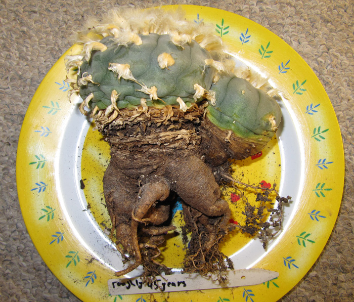 Lophophora Williamsii about 45 years of age